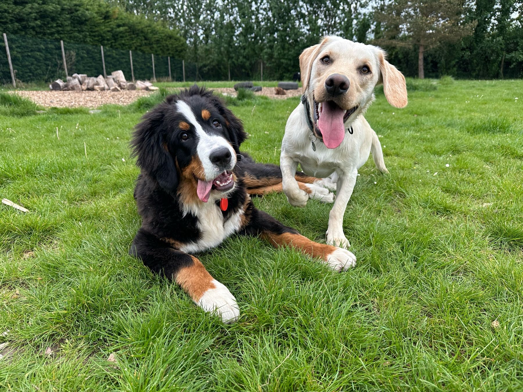 Two happy dogs playing together at Bruce's
