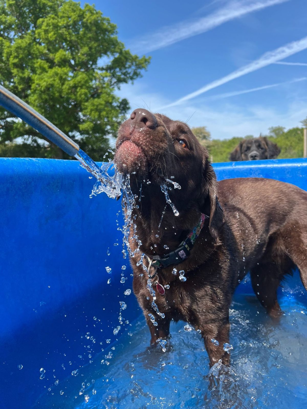 Chocolate lab enjoying paddling pool