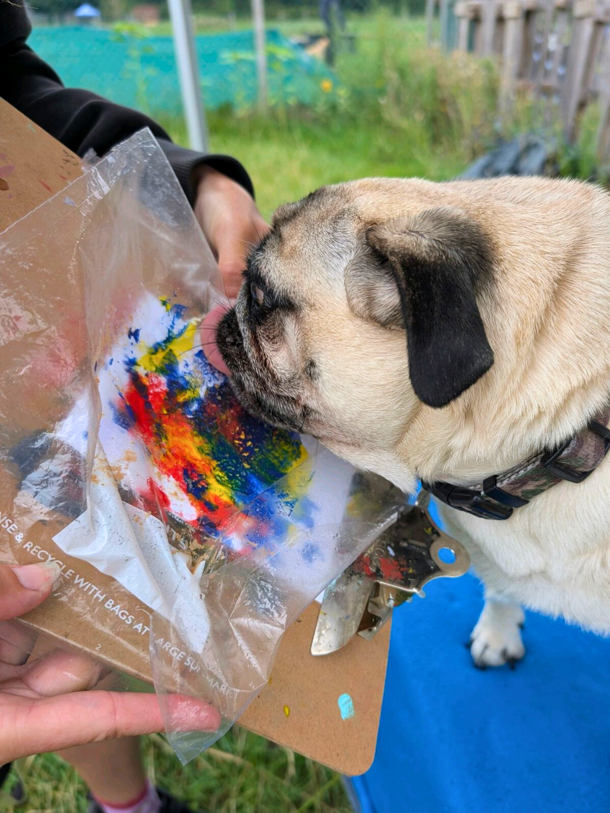 Pug Taking Part in Lick Painting During Arts & Crafts Week