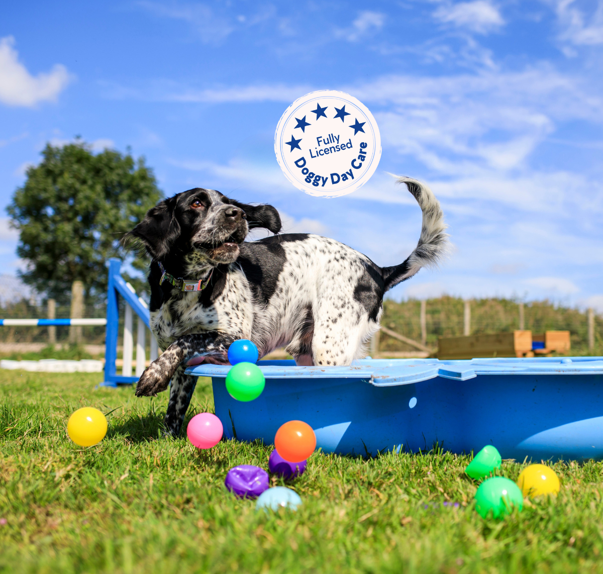 A dog playing with balls at Bruce's day care, five-star licensed