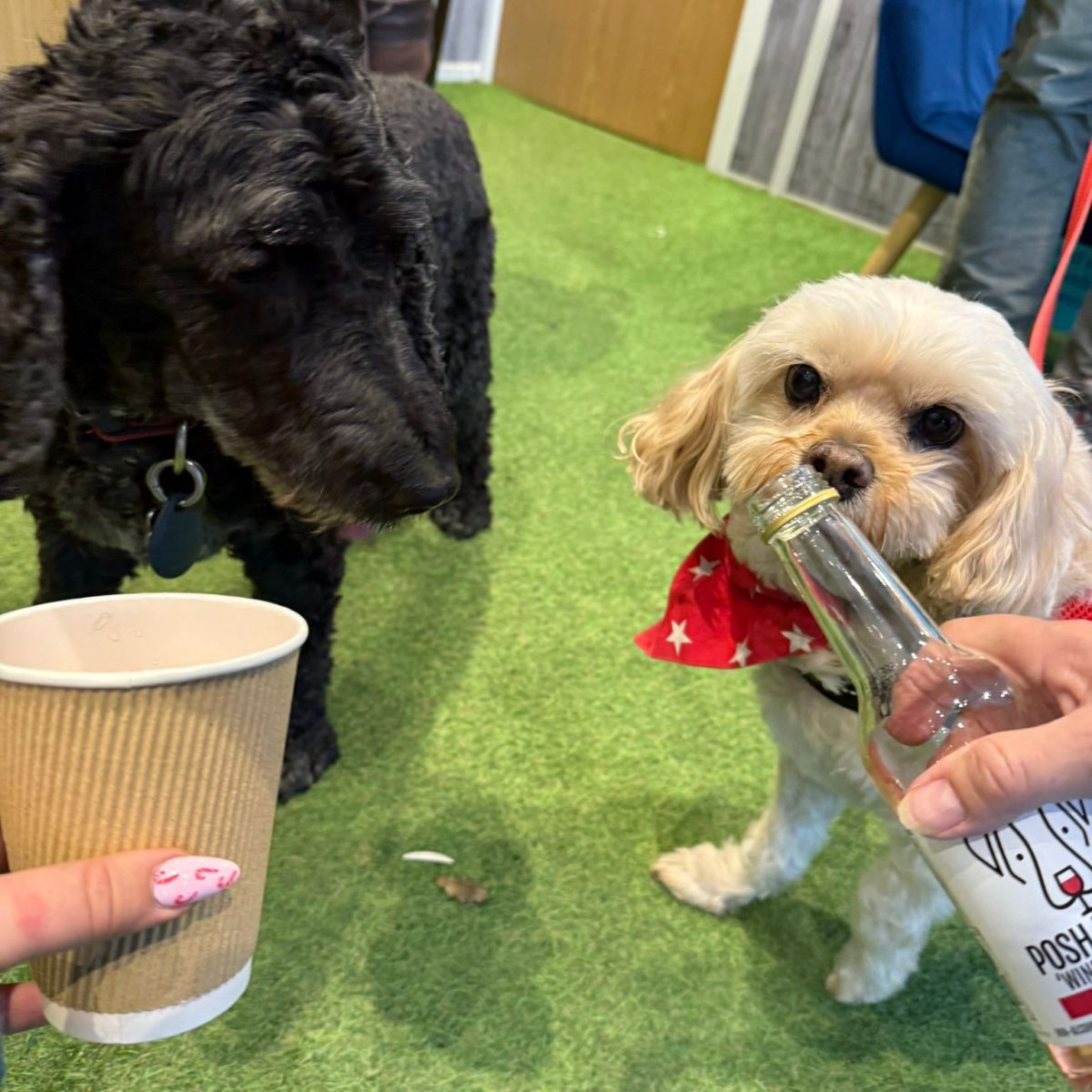 2 dog enjoying a drink