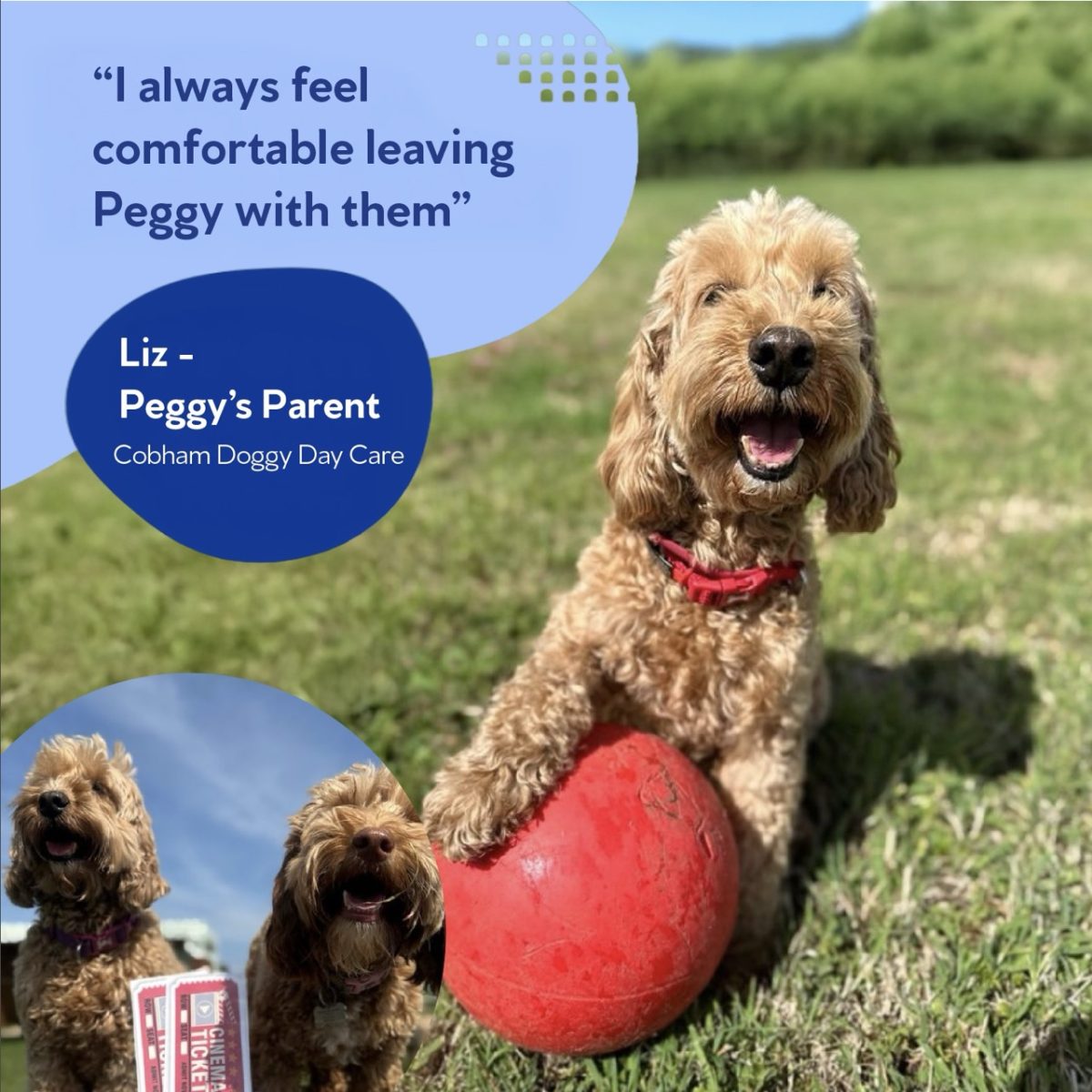 cockapoo with a red ball