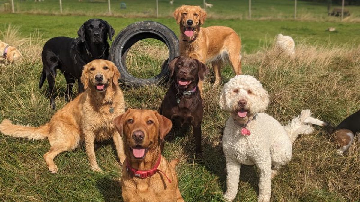 Jess and her field pals at Bruce's Doggy Day Care Surrey Hills
