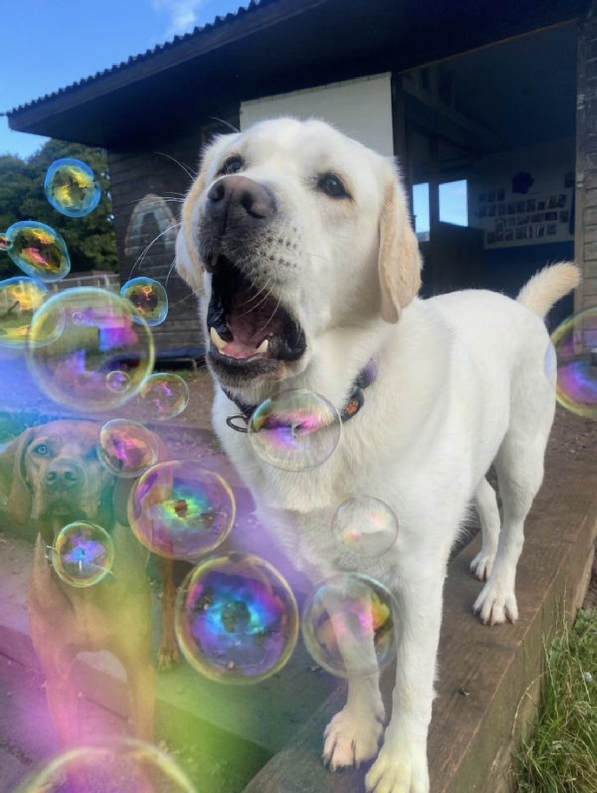 Labrador enjoying bubble enrichment at day care