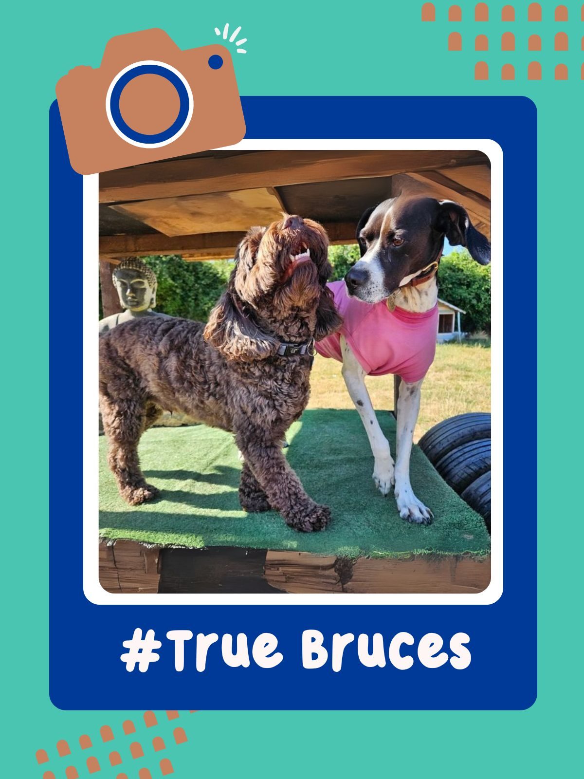 True Bruces - Stanley