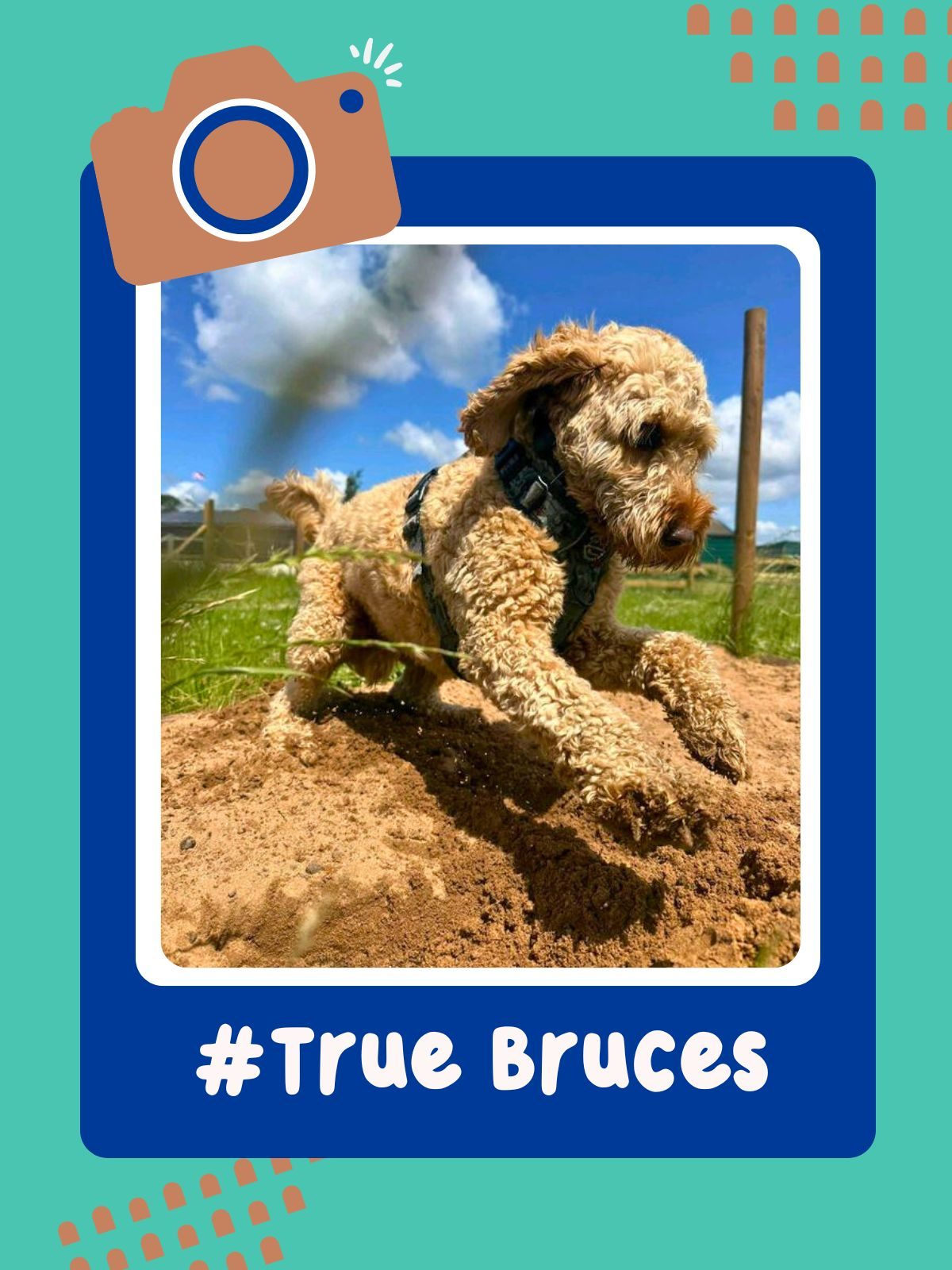 True Bruces - Chief