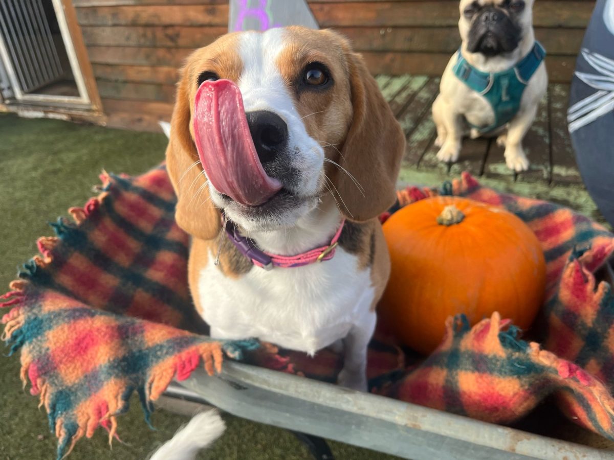 Beagle licking next to halloween pumpkin