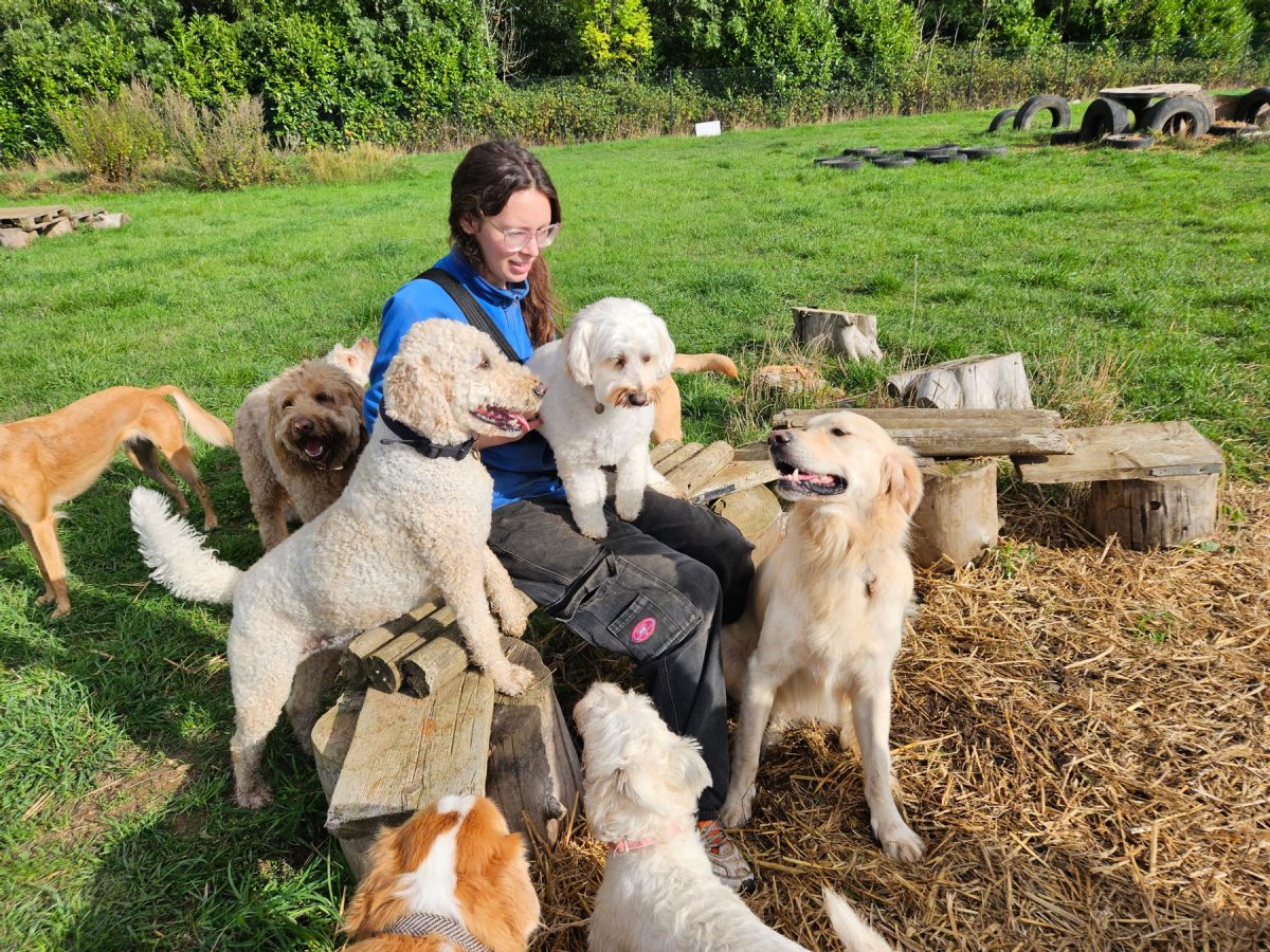 group of dogs in field at day care