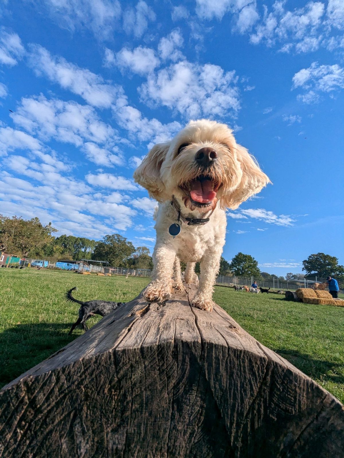 Happy white fluffy dog on log