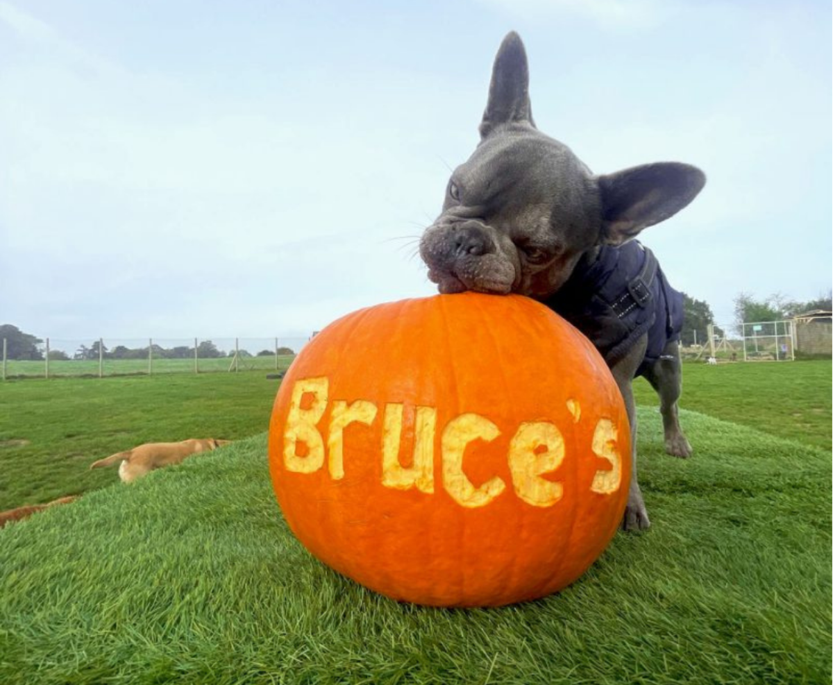 Frenchie with Halloween pumpkin