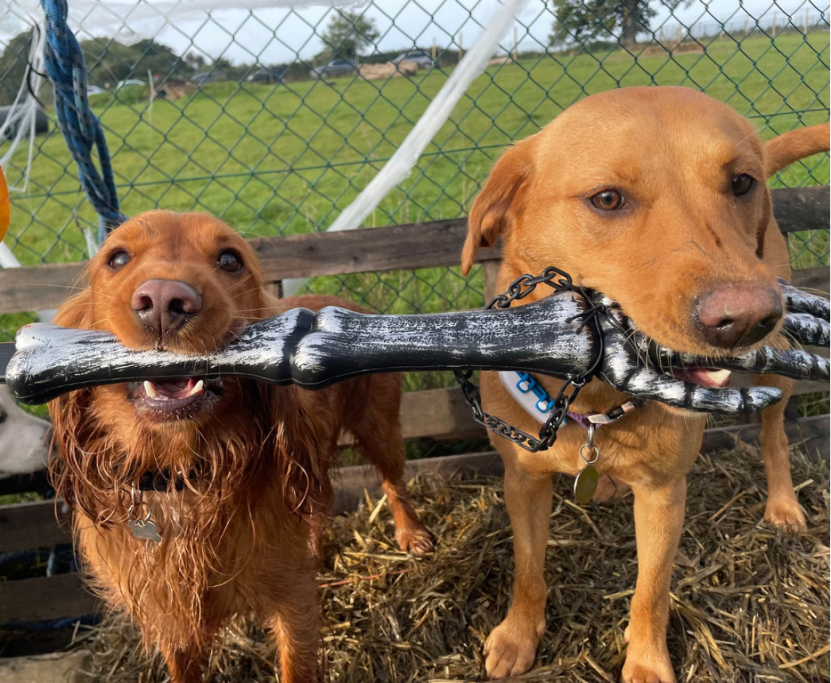 Dogs with Halloween prop