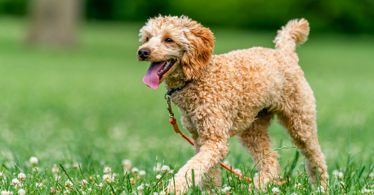 Happy dog frolicking in field