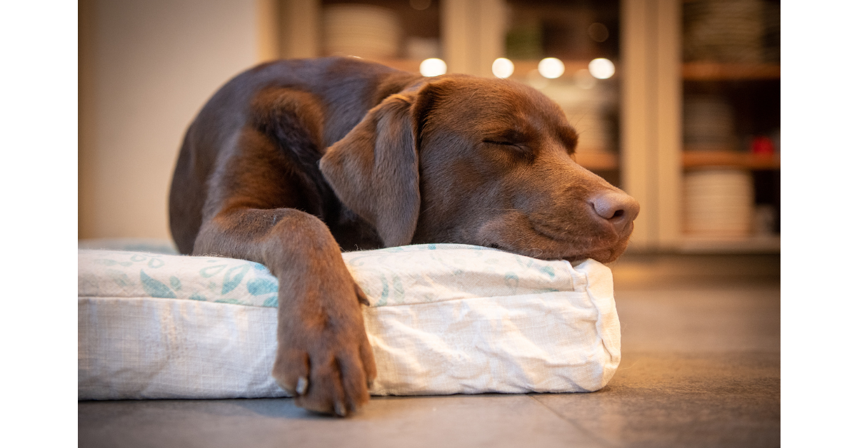 dog asleep on dog bed