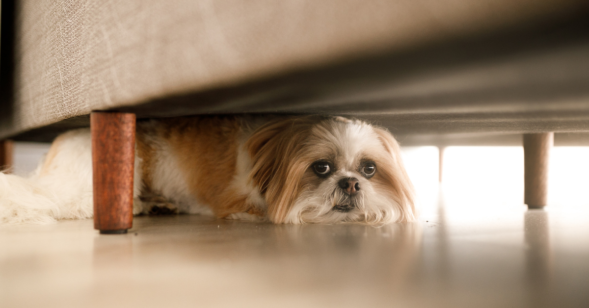Scared dog hiding under bed