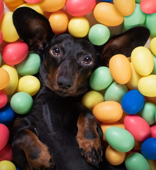 Dachshund lying on their back in a ball pit of easter eggs