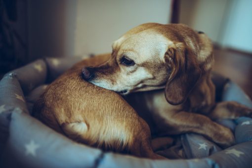 Dog lying in their bed licking their fur