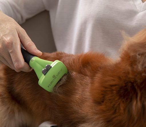 dog having a de-shed from the dog groomer