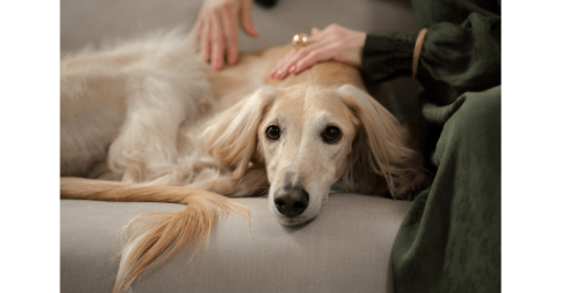 dog lying down with owner stroking them