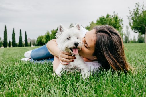 West Highland White Terrier Dog being kissed by owner in the dog park