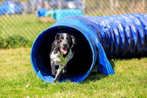 Spaniel running through a dog agility tunnel