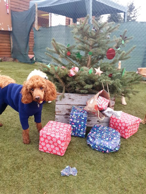 poodle with christmas presents