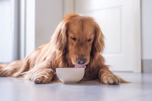 Retriever enjoying their doggy dinner after doggy day care