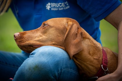 Vizsla resting its head on one of our dog carers lap at doggy day care