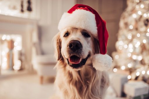 Golden retriever wearing a christmas hat
