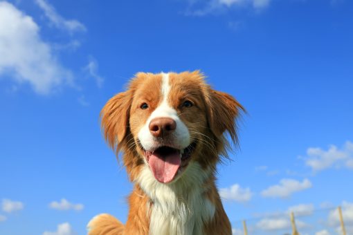 Happy dog smiling at doggy day care