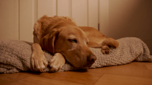 Labrador sleeping on their doggy bed