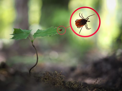 Dog advice on helping remove ticks