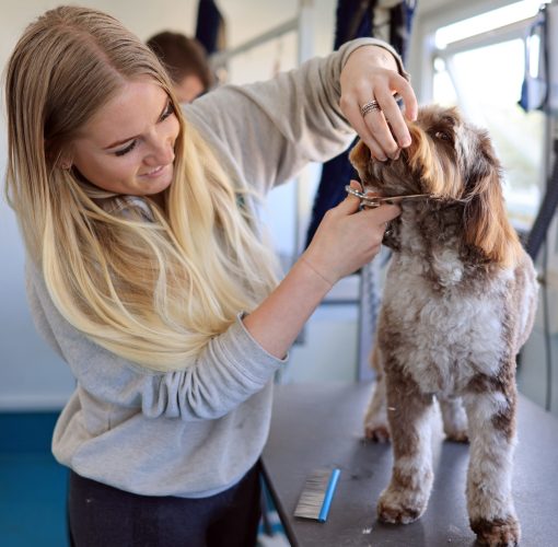 Dog groomer in surrey giving a cockapoo a full groom
