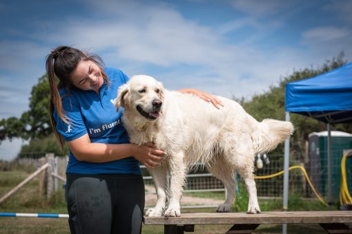 Golden retriever being hugged by their dog carer