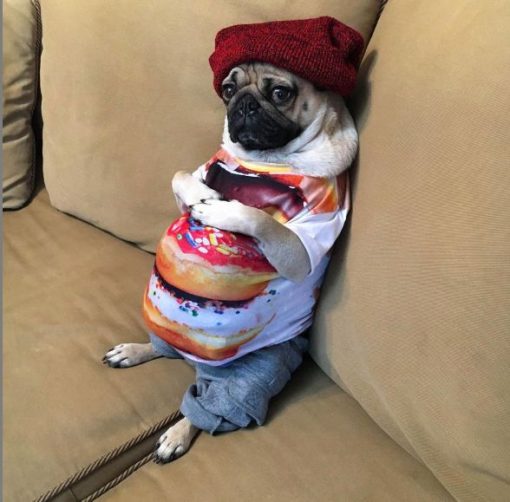 Doug the pug sat at home on the sofa