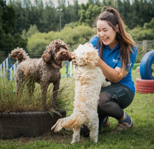 Dog carer cuddling two cockapoos