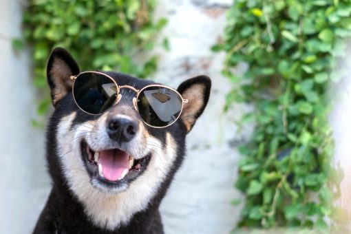 Shibu Inu wearing sun glasses