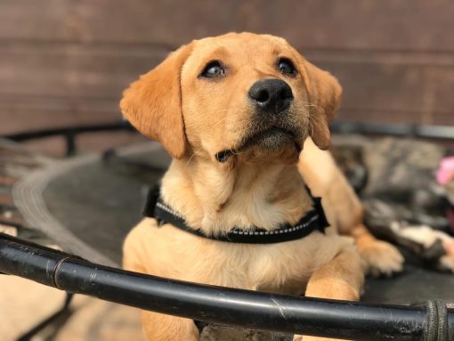 Labrador puppy on the trampoline at doggy day care