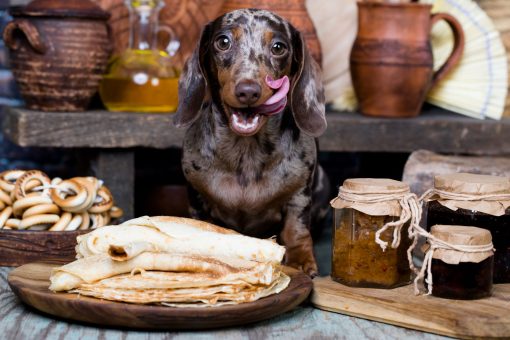 Dachshund licking their lips ready to enjoy dog friendly pancakes