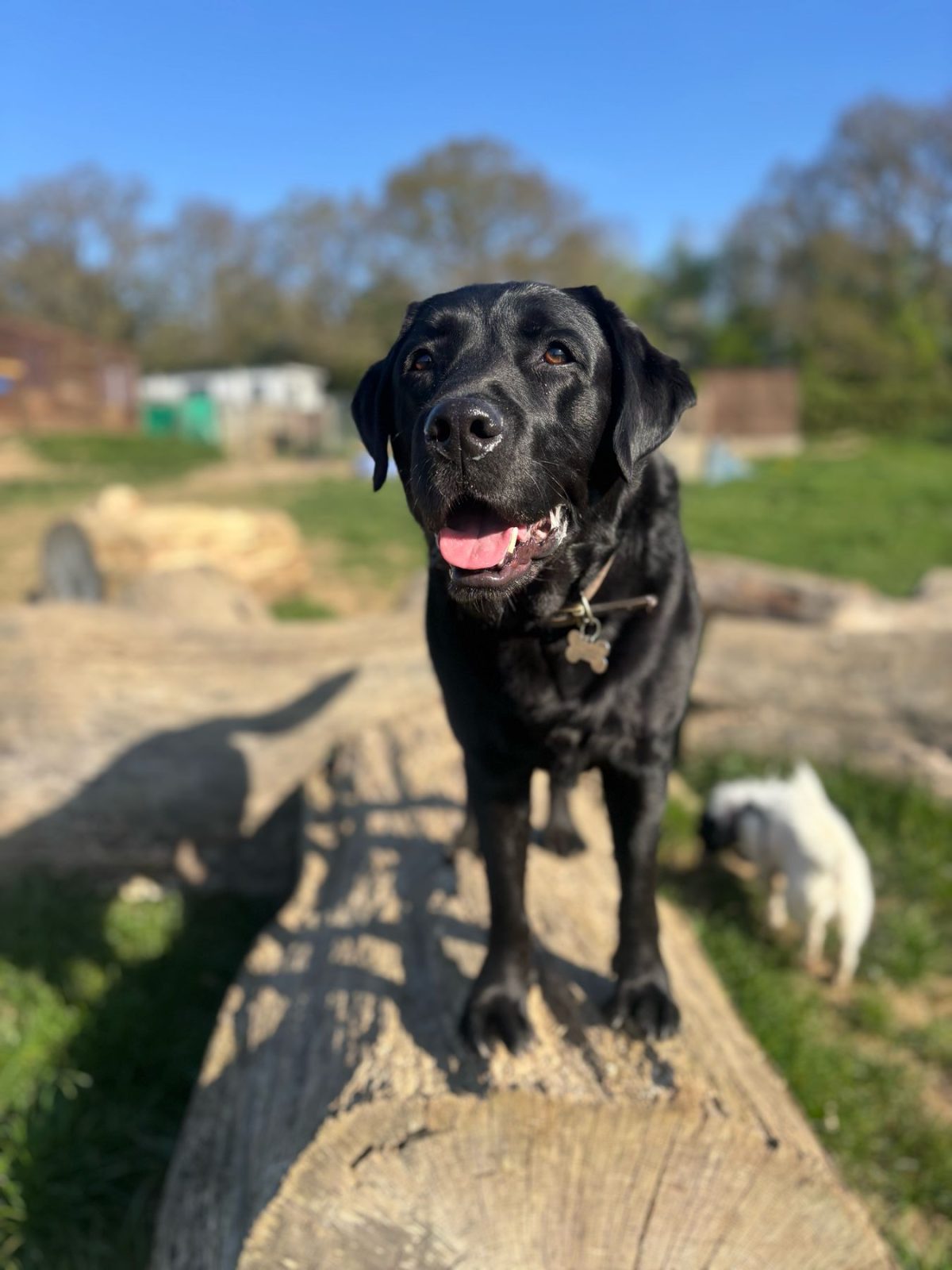Black Labrador on tree trunk