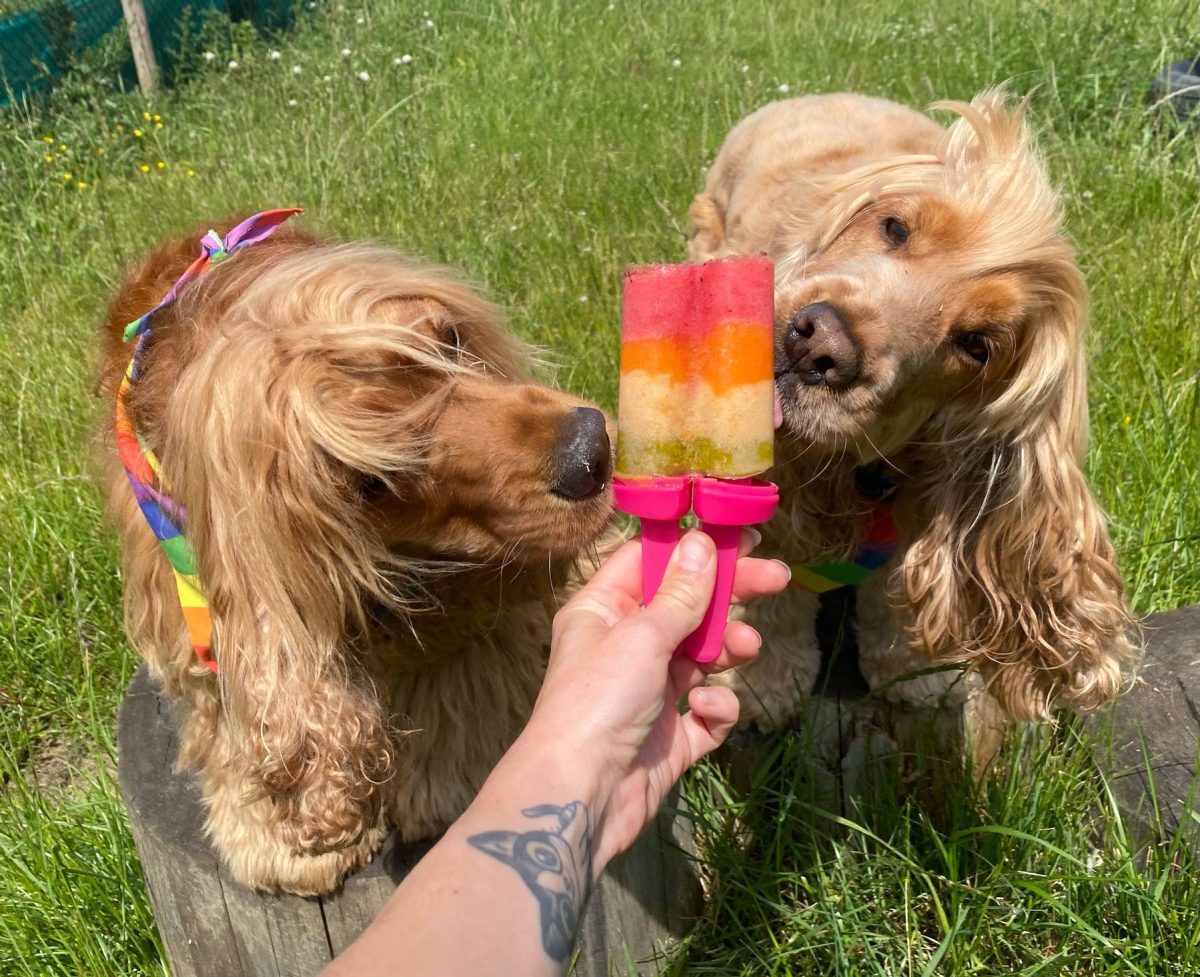 Spaniels with Rainbow lolly