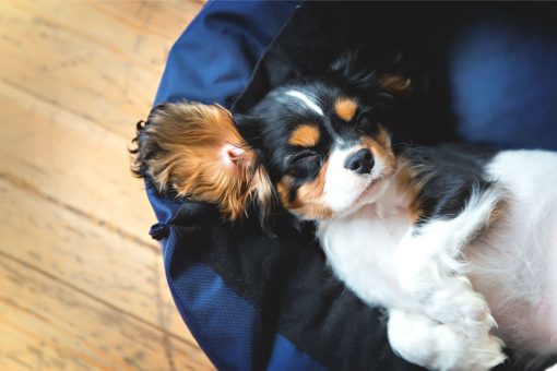 Puppy sleeping in bed.jpg