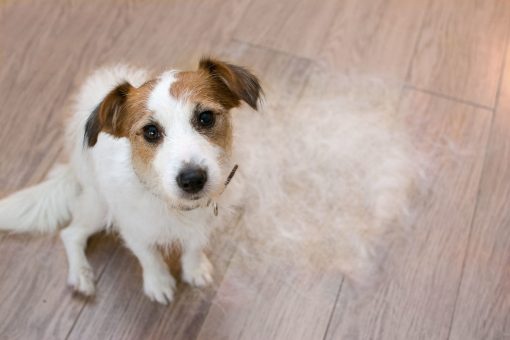 Jack Russell puppy after a trip to the grooming salon
