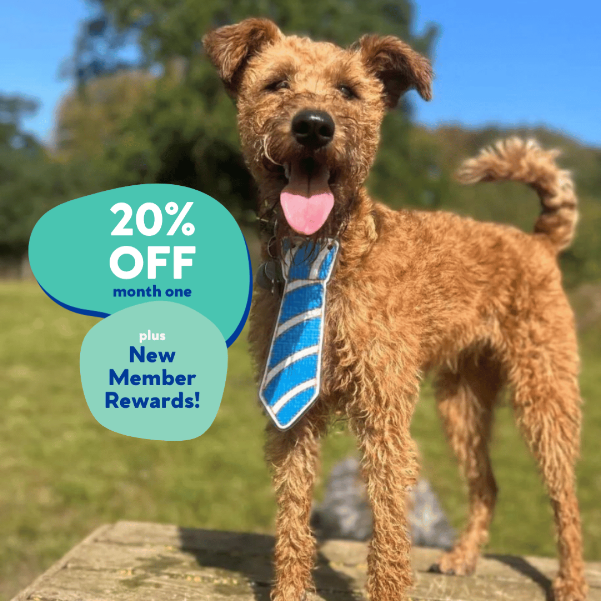 Bark to School Offer