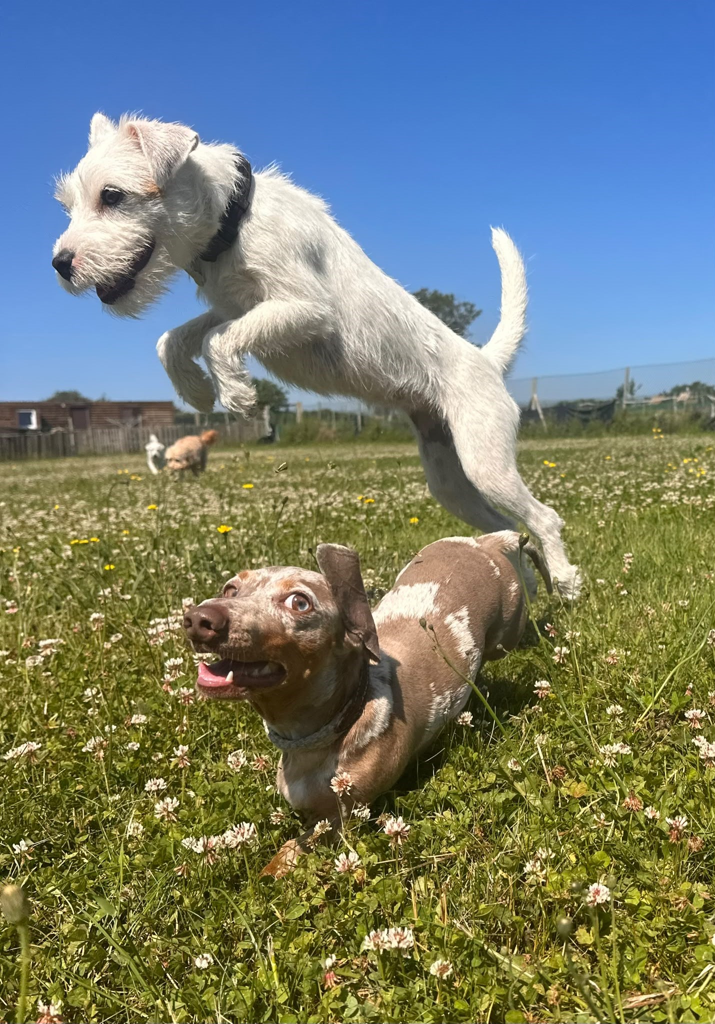Dogs playing in a Bruce's field