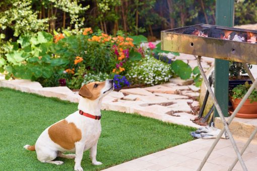 Jack Russell on a summers day waiting by the BBQ