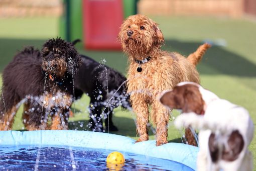 Dogs ready to dive in with the water fun!