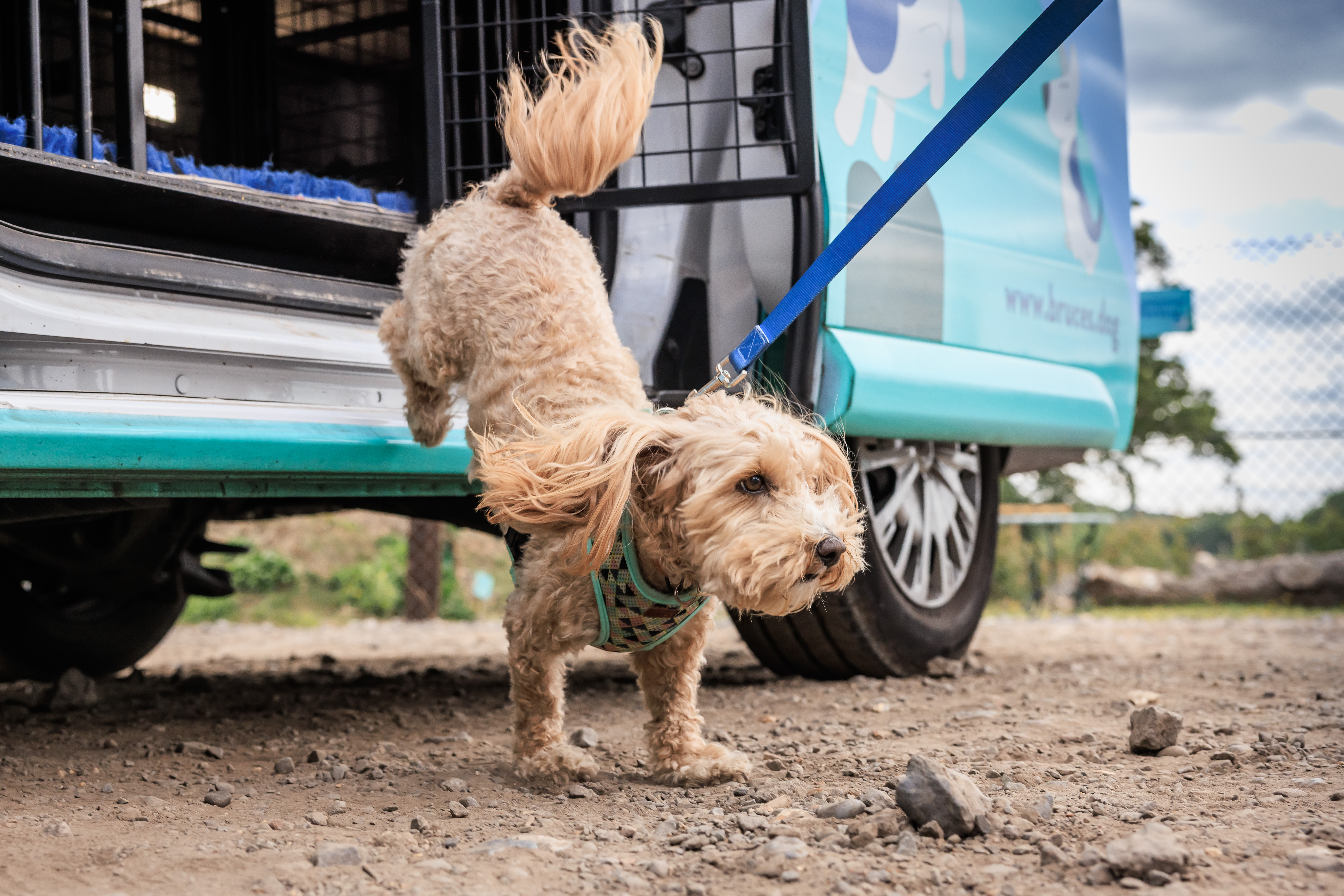 A dog hopping out of the Bruce's doggy bus